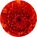 tul profile picture